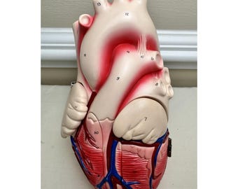 VTG Heart Model Denoyer Geppert 60640 Anatomical Anatomy Oddity Whimsigoth Decor