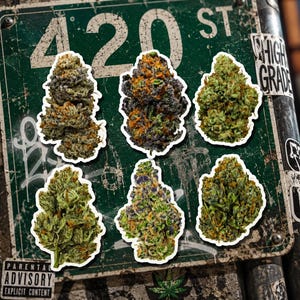 Puede incluir: Seis pegatinas de flores de cannabis dispuestas sobre una señal de calle verde desgastada con la etiqueta 420 ST. Las pegatinas muestran varias texturas y colores, incluyendo tonos verde claro, morado oscuro y naranja, con una etiqueta de advertencia.