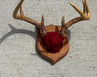 Vintage Whitetail Deer Antler Mount On Plaque Taxidermy 7 Point