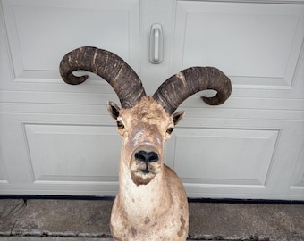Vintage East Caucasian Tur Ram Taxidermy Shoulder Mount Massive Horns Goat Sheep