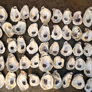 May include: A collection of oyster shells, arranged closely together. The shells are primarily off-white with a dark, oval-shaped marking in the center. The shells have a rough, textured appearance.
