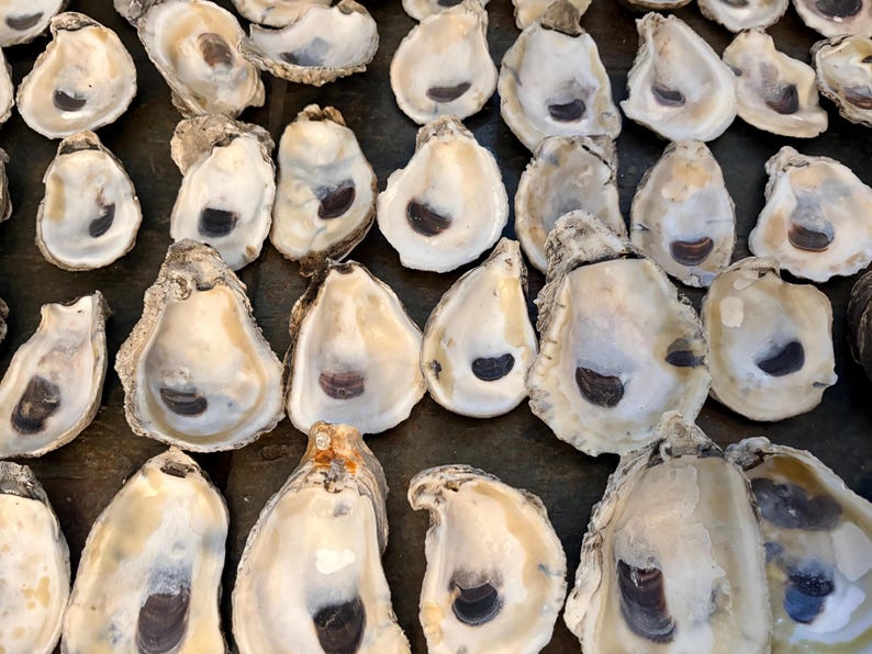 Clean Louisiana Gulf Oyster Shells – Craft Supplies, Bulk Quantities - Etsy