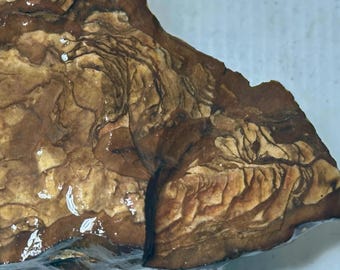 Biggs y Deschutes Oregon Picture Jasper Rough 2 libras.