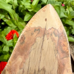 May include: A fossilized shark tooth featuring a triangular shape with a pointed tip and serrated edges. The surface displays a cream-colored base with mottled brown and tan mineralized patterns and a central vertical crack.