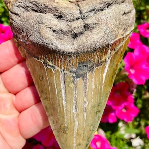 Beast! 5.33” MEGALODON  Shark Tooth Fossil-Giant-Heavy-No Repair