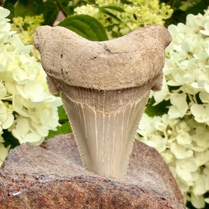May include: A fossilized shark tooth with a tan, textured root and a smooth, light-colored blade featuring visible vertical ridges and serrated edges. The tooth is positioned upright, displaying a wide, curved top and a pointed, triangular base.