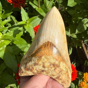 Dolk 5”+ Indonesisk Megalodon-tandfossil – Utmärkta serrationer – Mycket fosforescerande – Västjava – Bentangformationen – 100 % naturlig