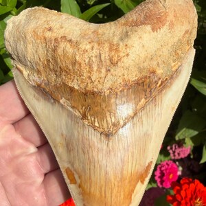 Huge  5”+ Indonesian Megalodon Tooth Fossil – Excellent Serrations-Highly Phosphorescent-West Java-Bentang Formation-100% Natural