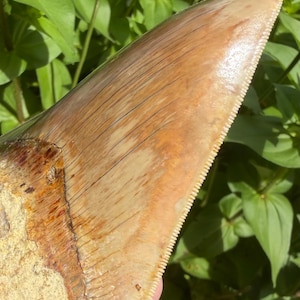 Pode incluir: Um dente de tubarão fossilizado com uma superfície de esmalte lisa de cor castanha clara, com estrias verticais finas visíveis e uma borda afiada e serrilhada. A base do dente apresenta uma estrutura de raiz rugosa, texturizada e castanha clara.
