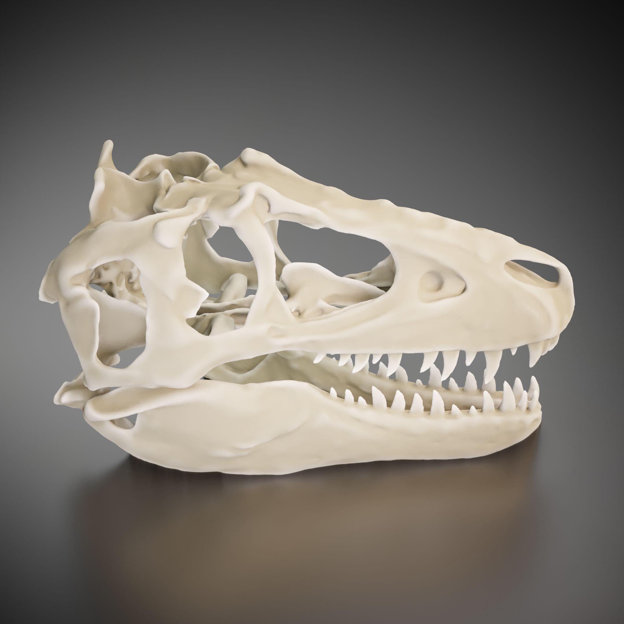 ティラノサウルスの頭蓋骨 - 3D プリントモデル |カスタムサイズと