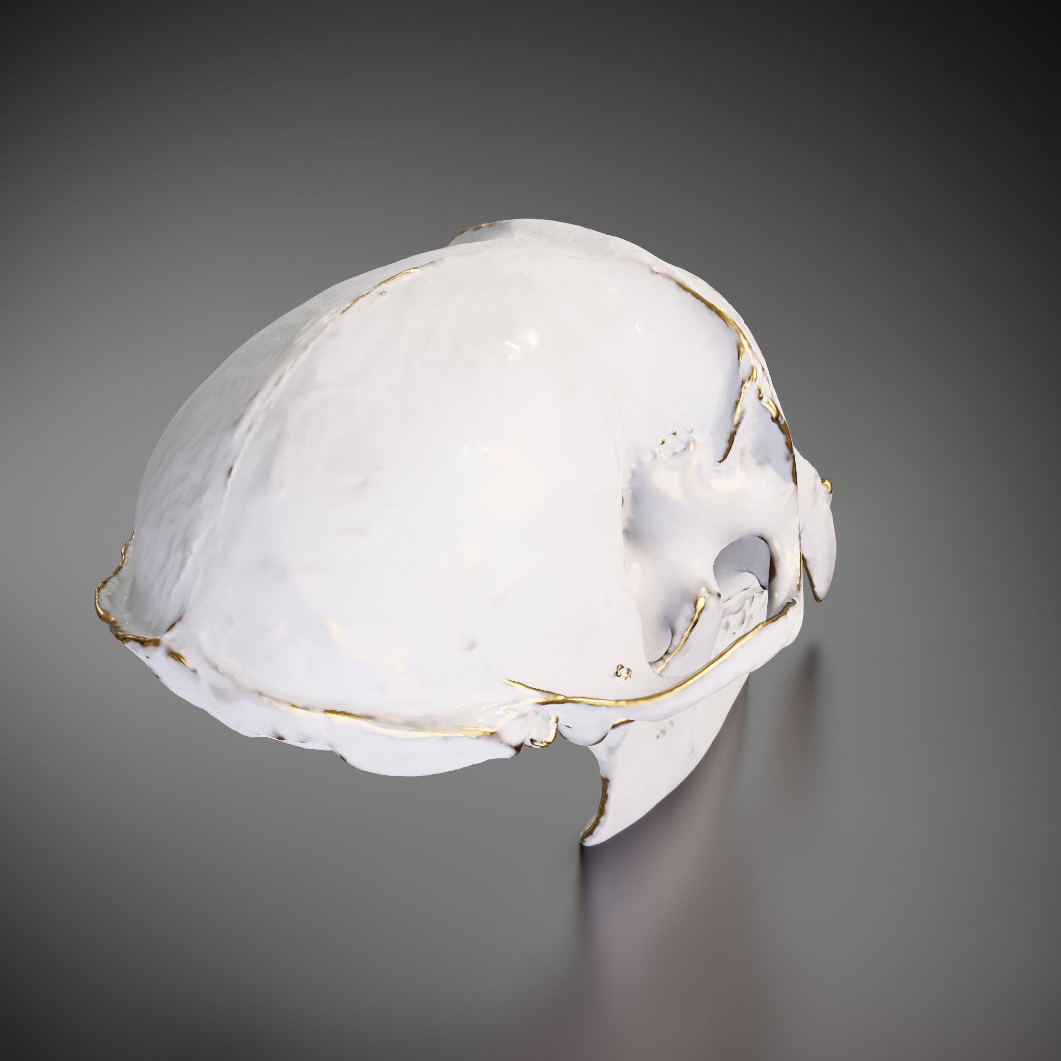 猿の頭蓋骨 - 3D プリントモデル |カスタムサイズとカラー | LED