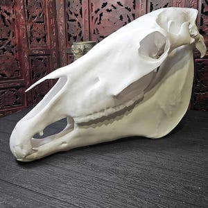 Real size 1:1, high quality 3D printed Horse Skull in different colors and materials