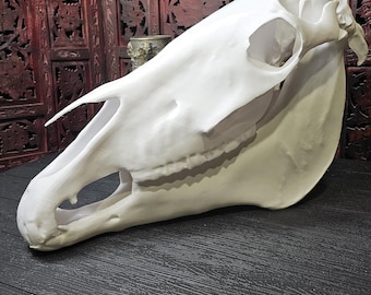 高品質！ ロバ（Donkey）頭骨　♂ 高品質！ ロバ（Donkey）頭骨 ♂