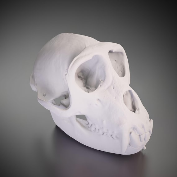 猿の頭蓋骨 - 3D プリントモデル |カスタムサイズとカラー | LED