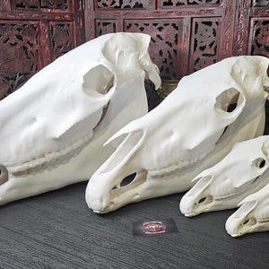 Real size 1:1, high quality 3D printed Horse Skull in different colors and materials