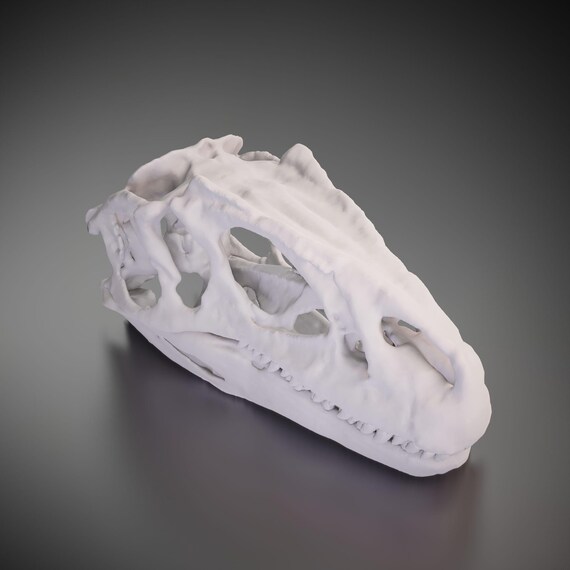 Allosaurus Skull Model - Japan Import Dinosaur Replica, Size 18x16.5 Cm - View #7