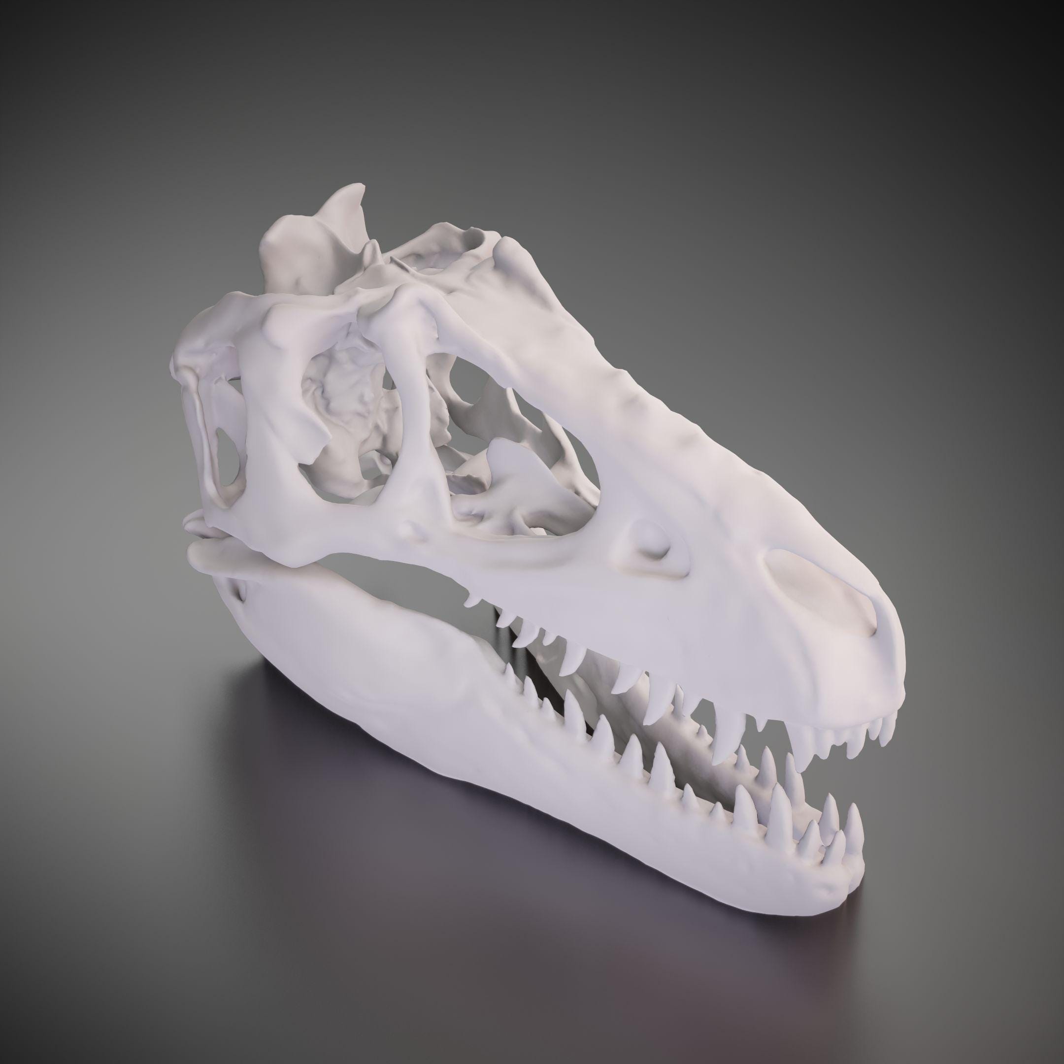 ティラノサウルスの頭蓋骨 3Dプリンター製 ティラノサウルスの頭蓋骨 - 3D プリントモデル |カスタムサイズと