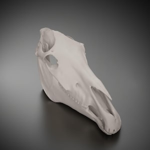 Real size 1:1, high quality 3D printed Horse Skull in different colors and materials