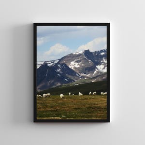 May include: A framed landscape photograph featuring a mountain range with snow-capped peaks under a cloudy blue sky. A grassy meadow in the foreground is dotted with white animals, likely sheep or goats.