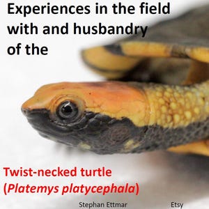 Presentation: Experiences in the field with and husbandry of the Twist-necked turtle (Platemys platycephala)