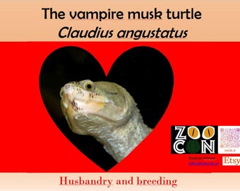 Presentación: La tortuga almizclera vampiro Claudius angustatus - Cría y reproducción