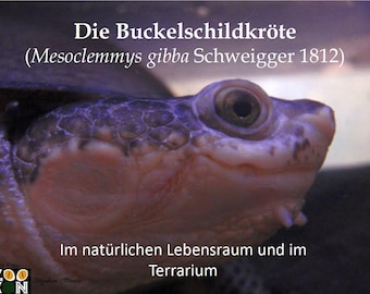 La tortuga jorobada (Mesoclemmys gibba) en su hábitat natural y en el terrario
