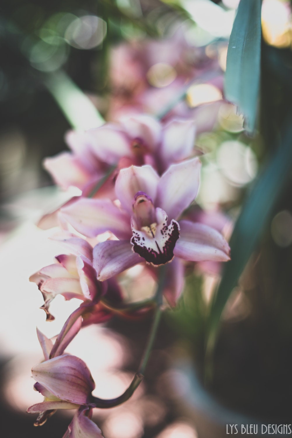 Orchid Flower Wall Art Flower Photography for Home Decor Etsy