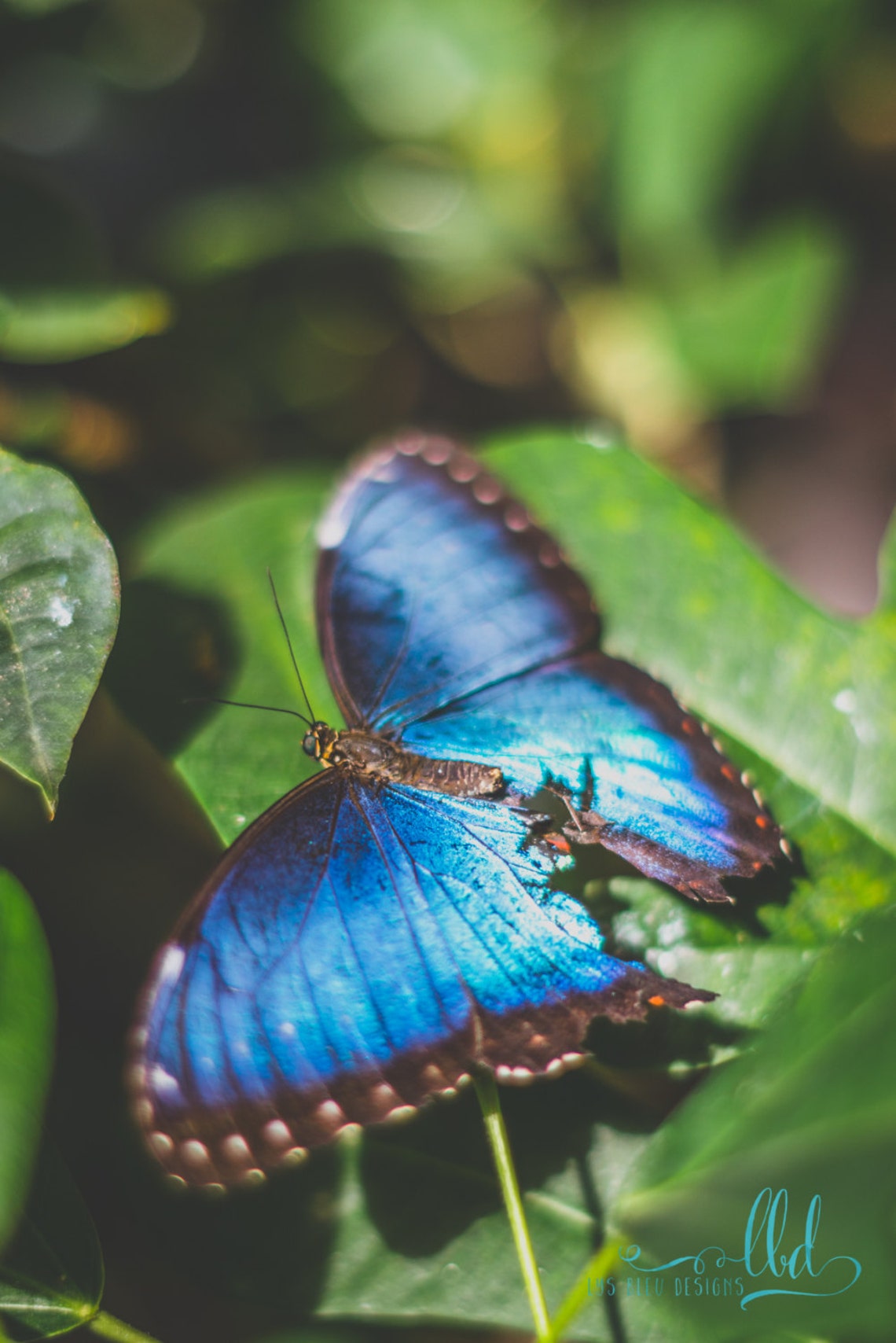 Butterfly Wall Art Blue Morpho Butterfly Print for Home Decor Nature