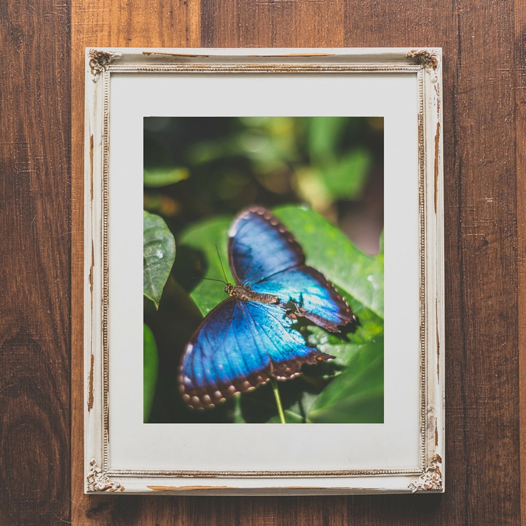 Butterfly Wall Art Blue Morpho Butterfly Print for Home Decor Nature