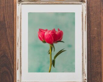 Coral Peony Photo Print – Turquoise Floral Wall Art