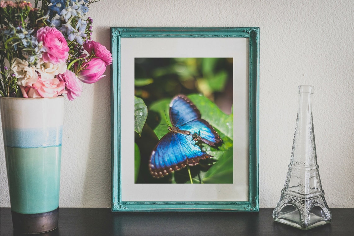 Butterfly Wall Art Blue Morpho Butterfly Print for Home Decor Nature
