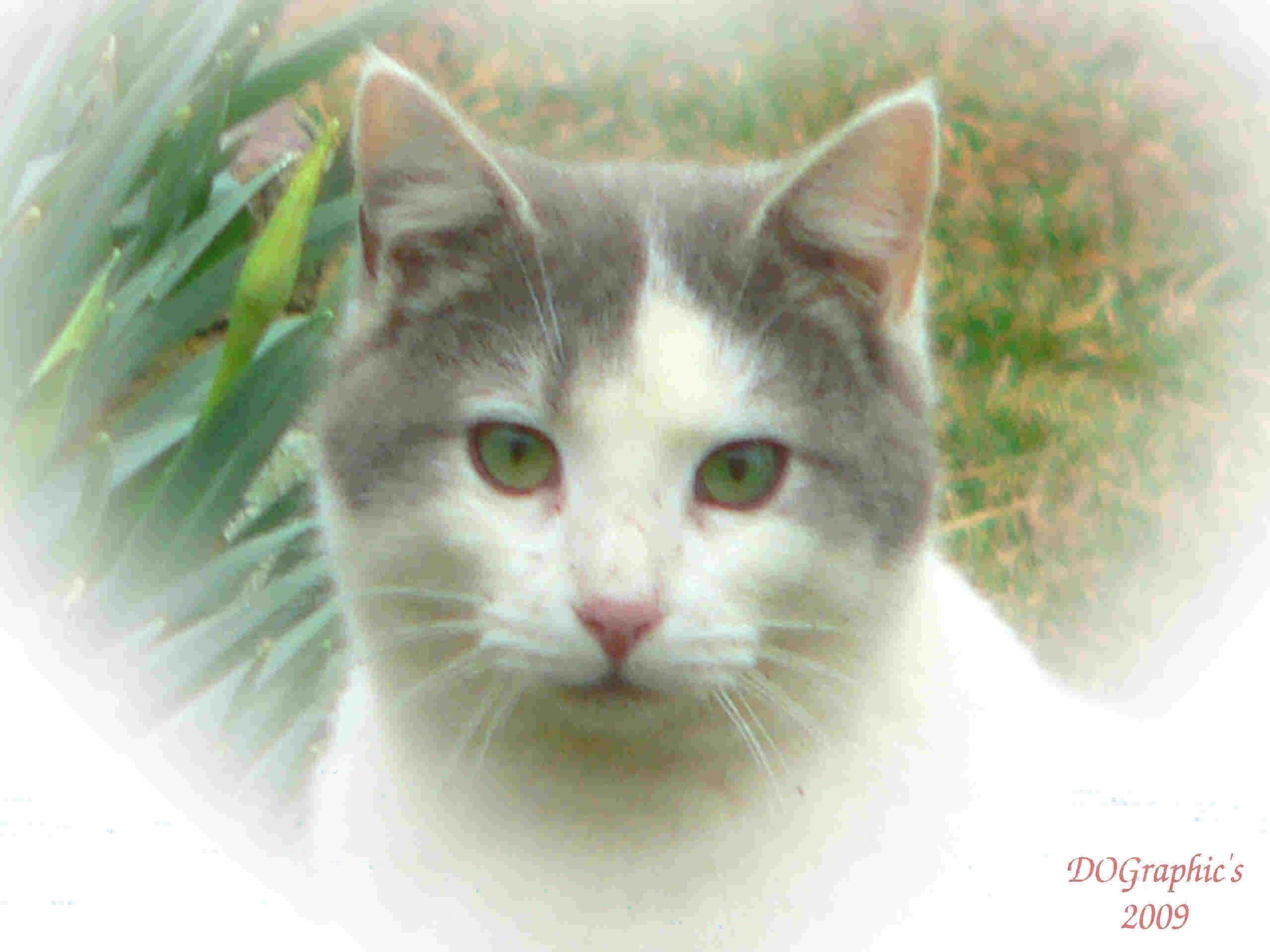 Cat prints 8x10 unmatted and unframed Etsy