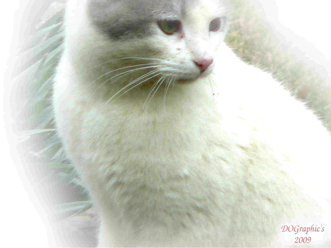 Cat prints 8x10 unmatted and unframed Etsy