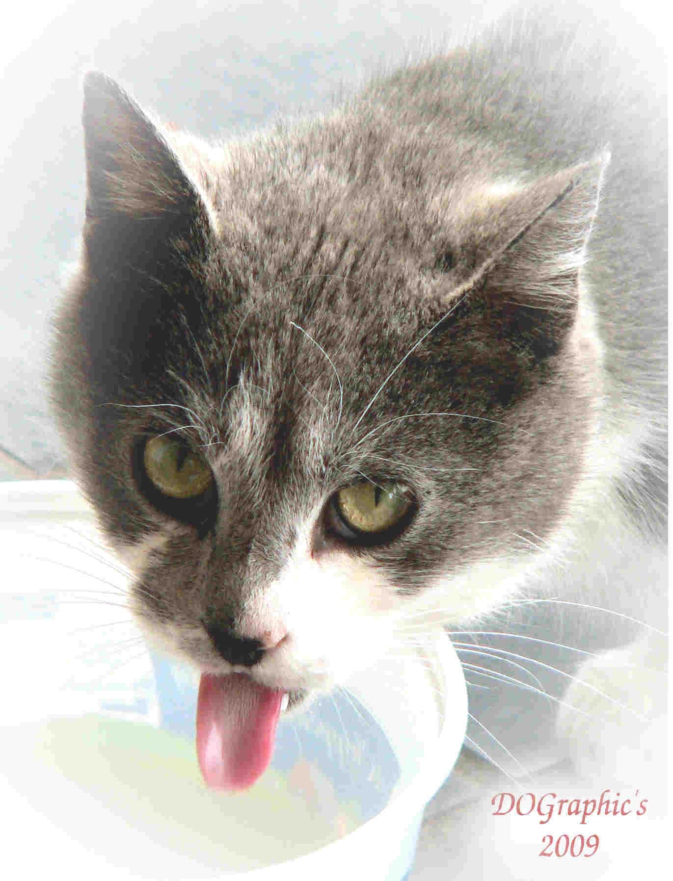 Cat prints 8x10 unmatted and unframed Etsy