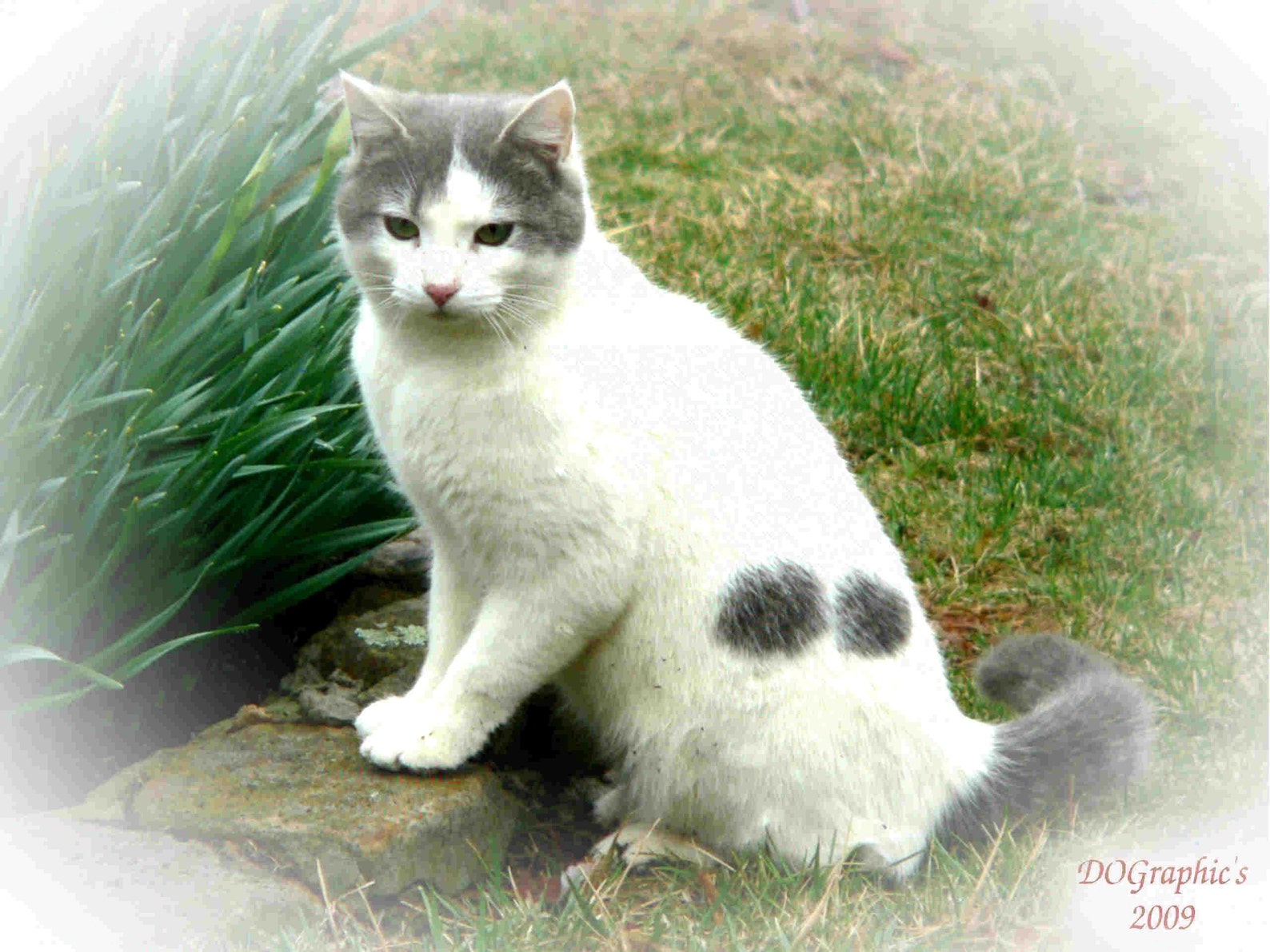 Cat prints 8x10 unmatted and unframed Etsy