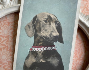 Carte postale antique de photo de chien, carte postale antique de photo de teckel, carte postale de teckel de cru, RPPC de teckel de cru, carte postale de photo de teckel