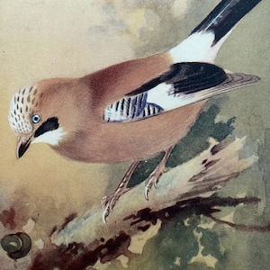Carte postale antique d'oiseau, carte postale antique d'oiseau signée par artiste, carte postale antique d'oiseau de geai, carte postale de peinture d'oiseau rare des années 1910, geai vintage