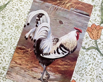 Vintage chicken postcard, Antique Wyandotte rooster litho, Antique 1910s chicken / rooster postcard, Vintage farm live art litho postcard,