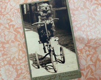 Antique dog carte de visite, Antique dog riding a bike photo card, 1910s rare humanized dog photo, Rare french dog riding a tricycle photo