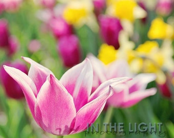 Pink, Purple, and Yellow Tulips - Fine Art Photography - 5x5, 8x8, other sizes available