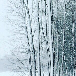 First Snowfall Indiana Winter iPhone Fine Art Photograpy 6x12 panoramic, other sizes available fPOE image 1