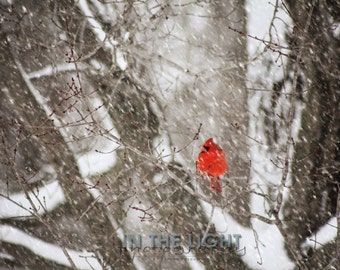 Cardinal in Snow #5 - fine art photography