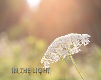 Queen Anne's Lace - fine art photography