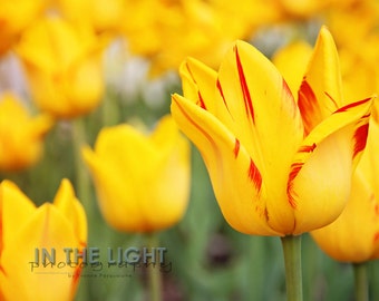 Yellow and Red Tulips - Fine Art Photography