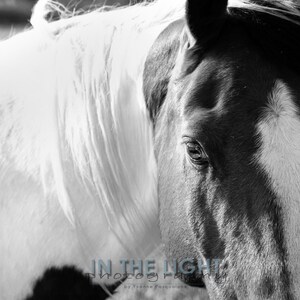 Horse Portrait 3 in black & white- fine art photography