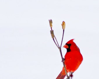 Cardinal in Snow #2 - fine art photography