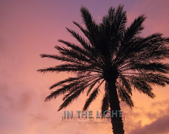 Palm Tree Sunset 2 - Sarasota FL - Fine Art Photography - 8x10, 11x14, other sizes available