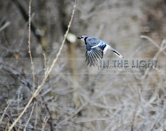 Blue Jay - fine art photography - Bird, Home Decor, Wall Art