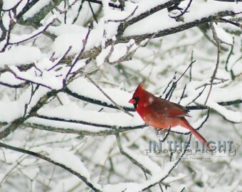 Cardinal in Snow #7 - fine art photography