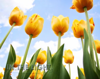 Reaching for Heaven - Yellow Spring Tulips - Fine Art Photography - 5x5, 8x8, other sizes available
